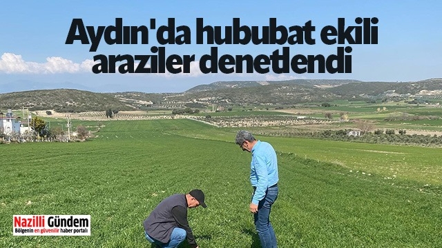 Aydın'da hububat ekili araziler denetlendi