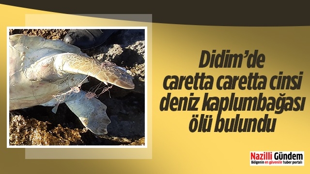 Didim’de caretta caretta cinsi deniz kaplumbağası ölü bulundu