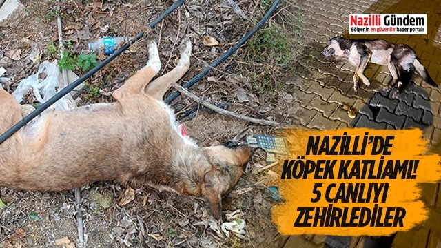 Nazilli’de köpek katliamı! 5 canlıyı zehirlediler