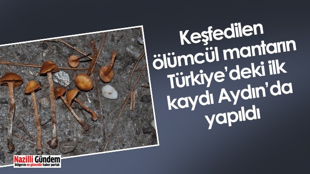 Keşfedilen ölümcül mantarın Türkiye’deki ilk kaydı Aydın’da yapıldı